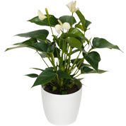 anthurium blanc- cache pot blanc